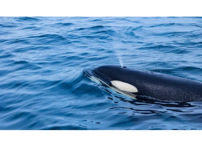 男性の潮吹きとは?気持ちいいの?男性を潮吹きさせるやり方と注意点を解説!