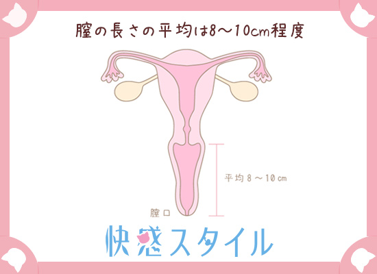 膣の長さがわかるイラスト